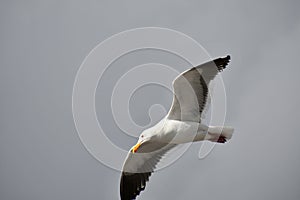 Western Gull - Seagull flying solo against a stormy sky