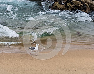 Western Gull, Seagull Walking on the Beach in Monterey California, USA