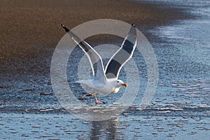 Western Gull taking off. Wings spread, running on beach.