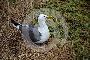Western Gull Tends Hatchlings