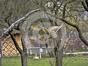 Western-headed siberian eagle owl, Bubo bubo sibiricus, in flying
