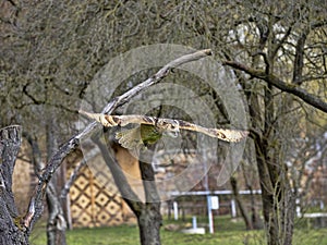 Western-headed siberian eagle owl, Bubo bubo sibiricus, in flying