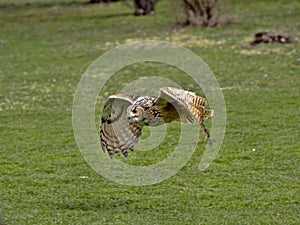 Western-headed siberian eagle owl, Bubo bubo sibiricus, in flying