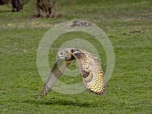 Western-headed siberian eagle owl, Bubo bubo sibiricus, in flying