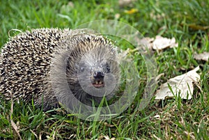 Western Hedgehog photo