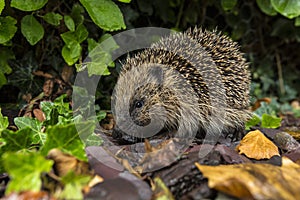 Hedgehog - British Isles photo