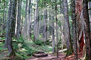 Western Hemlock and Douglas Fir forest photo