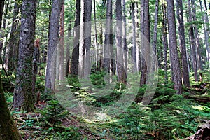 Western Hemlock and Douglas Fir forest photo