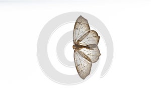 Western hemlock looper moths