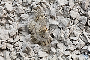 Western hemlock looper moths