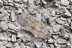 Western hemlock looper moths