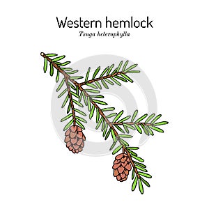 Western hemlock spruce Tsuga heterophylla , state tree of Washington. photo