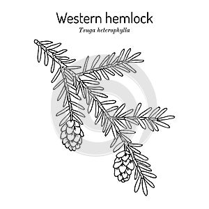 Western hemlock spruce Tsuga heterophylla , state tree of Washington. photo