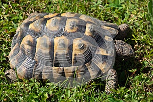 Western hermannÂ´s tortoise female on the green grass on hot summer day