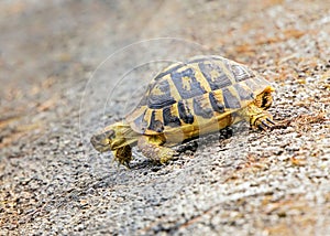 Western Hermann`s Tortoise - Testudo hermanni hermann, Mallorca, Spain.