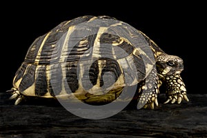 Western Hermann`s tortoise Testudo hermanni hermanni