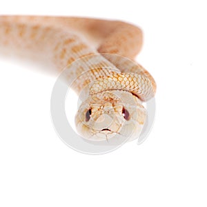 Western hog-nosed snake, Heterodon nasicus against white background