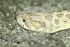 Western hognose snake