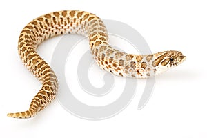 Western Hognose Snake