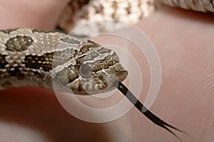 Western Hognose Snake