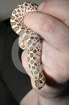 Western Hognose Snake