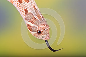 Western Hognose snake head shot - with tongue