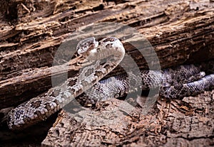 Western Hognose Snake, Heterodon nasicus