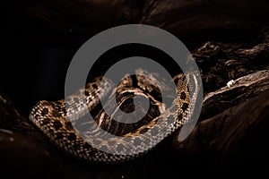 The western hognose snake (Heterodon nasicus)