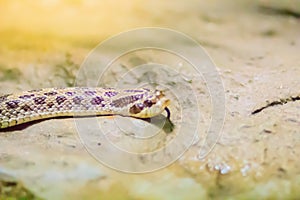 The western hognose snake (Heterodon nasicus) is a species of mildy venomous snake in the family Colubridae. The species is