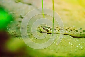 The western hognose snake (Heterodon nasicus) is a species of mildy venomous snake in the family Colubridae. The species is