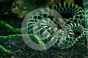 Western Hognose snake in the jungle