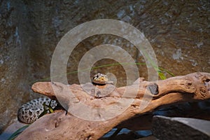 Western hognose snake looking out at the world