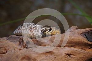 Western hognose snake looking out at the world