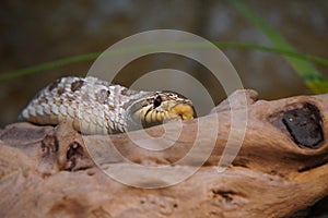 Western hognose snake looking out at the world