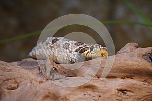 Western hognose snake looking out at the world