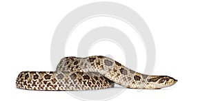 Western Hognose snake on white photo