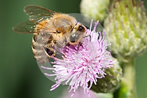 Western Honey Bee - Apis mellifer