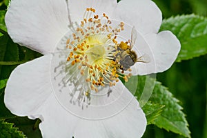 Western Honey Bee - Apis mellifera