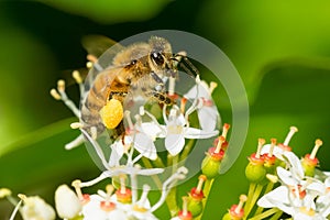 Western Honey Bee - Apis mellifera