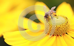 Western Honey Bee (Apis mellifera)