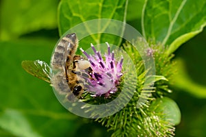 Western Honey Bee - Apis mellifera