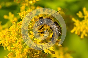 Western Honey Bee - Apis mellifera