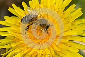 Western Honey Bee - Apis mellifera