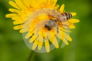 Western Honey Bee - Apis mellifera