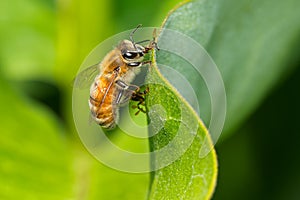 Western Honey Bee - Apis mellifera