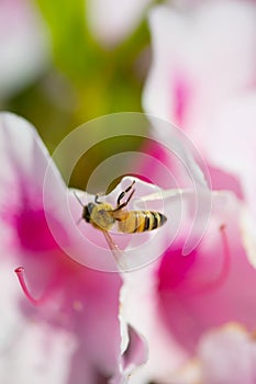 Western Honey Bee-Apis mellifera