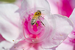 Western Honey Bee-Apis mellifera