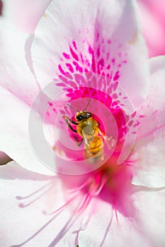 Western Honey Bee-Apis mellifera