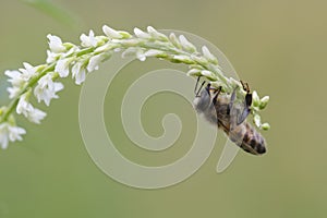 Western honey bee, Apis mellifera