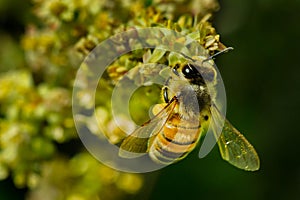 Western Honey Bee - Apis mellifera